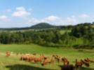 Auf den Bergwiesen im Osterzgebirge fühlen sich auch Rinder wohl, schön, dass es für die vielen Besucher noch Weidetiere zum Bestaunen gibt.
