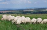 Schafherde am Geisingberg (Foto H.-G.Frenzel)