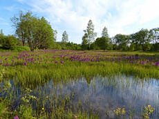 Orchideenpracht in der ehemaligen Biathlonanlage am Galgenteich