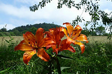 Feuerlilie am Geisingberg