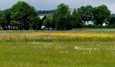 Sommerliche Dorfwiesen in Fürstenau