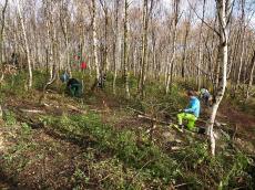 Auflichten im Birkenwald