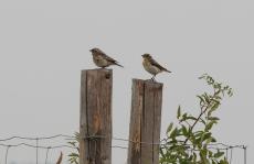 Braunkehlchen mit Jungvogel in Fürstenau