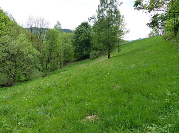 Fotodokumentation zur Entbuschung des FND Akeleiwiese, Bärenstein