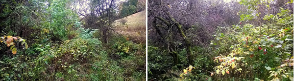 Fotodokumentation zur Entbuschung des FND Akeleiwiese, Bärenstein