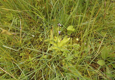 Pinguicula vulgaris