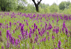 Orchideen am Galgenteich