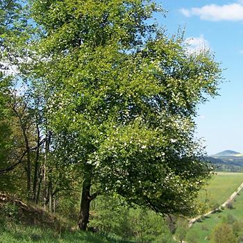 Bergwiesen im Osterzgebirge Wildapfel