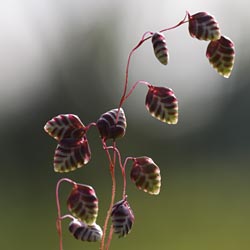 Gemeines Zittergras
