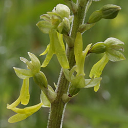 Große Zweiblatt
