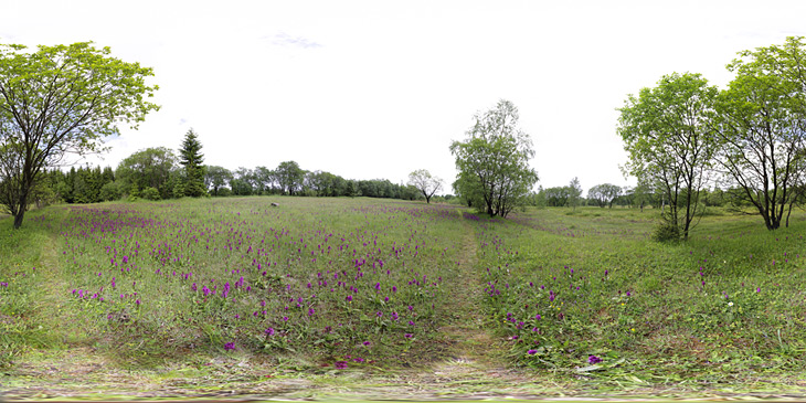 Orchideenwiese im NSG Am großen Galgenteich Altenberg