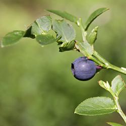 Heidelbeere
