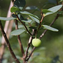 Rauschbeere